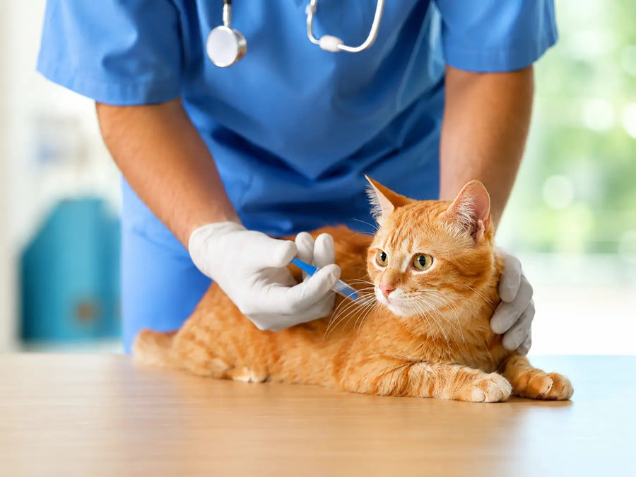 Complete Cat Vaccination Schedule Kitten & Adult Cat Vaccine Guide