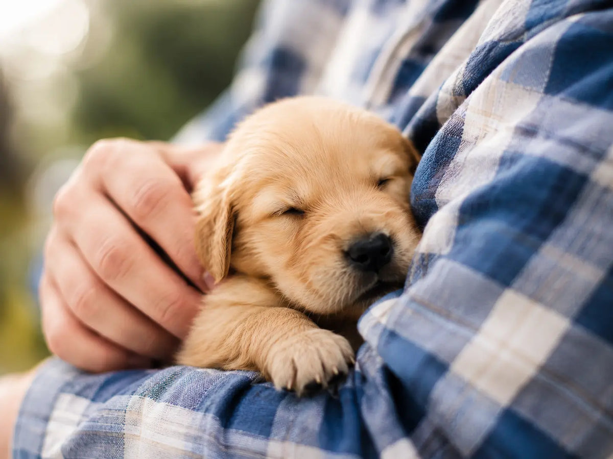The Complete Puppy Care Guide: Everything Every New Owner Should Know
