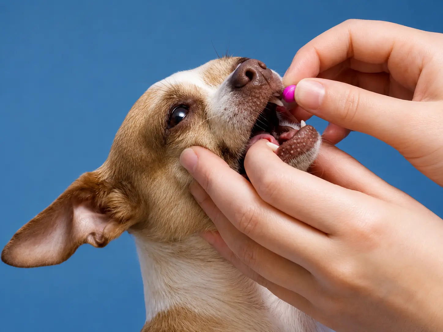 Dog Deworming Schedule: Complete Guide to Puppy & Adult Dog Deworming