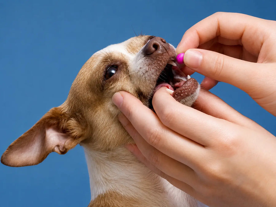 Dog Deworming Schedule: Complete Guide to Puppy & Adult Dog Deworming
