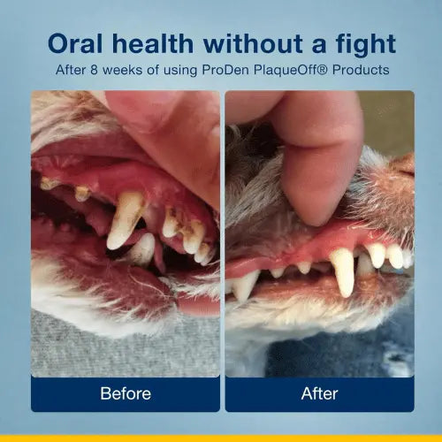 ProDen PlaqueOff Powder for Dogs & Cats – Dental Care Supplement 40g