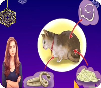 categories-image